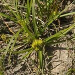 Carex oederi Habit