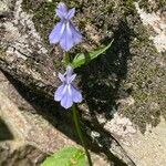 Lobelia puberula 花