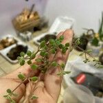 Crassula expansa ഇല