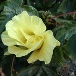 Gossypium barbadense Fula