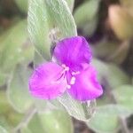 Tradescantia sillamontanaBlomma