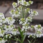 Armoracia rusticana Flower