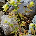 Hypericum cerastoides Blodyn