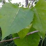 Populus deltoides Blad