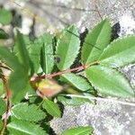 Rosa virginiana Blatt