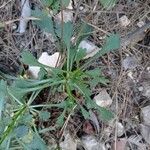 Leucanthemum gracilicaule Leaf