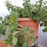 Plectranthus hadiensisЛисток