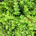 Hebe cupressoides 葉