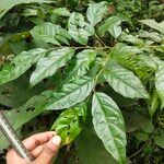 Styrax serrulatus Hoja