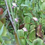 Pogonia ophioglossoides Elinympäristö