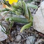 Arnebia decumbens Blad