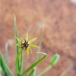 Iphigenia pauciflora Květ