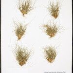 Cyperus subsquarrosus 整株植物