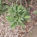 Salvia candelabrum Hoja