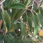 Prunus lusitanica 叶