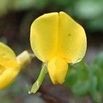 Cytisophyllum sessilifolium Flower