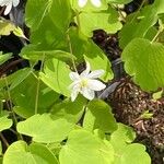 Anemonella thalictroides Flor