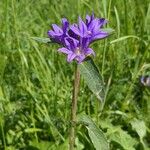 Campanula glomerata花