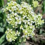 Lepidium drabaКвітка