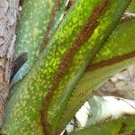 Aechmea distichantha Leaf