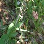 Epipactis microphylla Λουλούδι