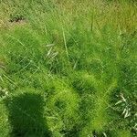 Pimpinella anisum Feuille