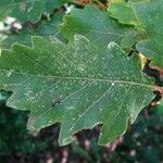 Quercus pubescens Feuille
