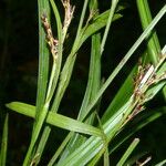 Scleria gaertneri Fruit