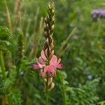 Onobrychis arenaria Žiedas