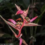 Heliconia metallica 花