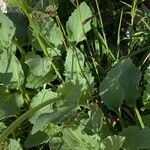 Doronicum grandiflorum Blad