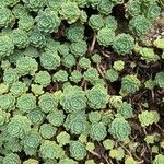 Rhodiola pachyclados Φύλλο