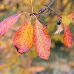 Nyssa sylvatica Leaf