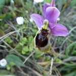 Ophrys tenthredinifera Цвят