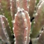 Stapelia grandiflora Leaf