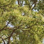 Terminalia superba Hábito