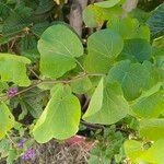 Cercis griffithii Leaf