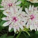 Astrantia majorFlor