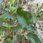 Cistus populifolius Likasa