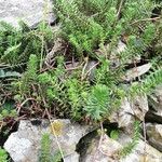 Petrosedum forsterianum Blad