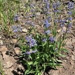 Penstemon procerus Çiçek