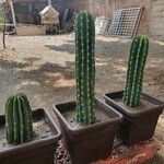 Pachycereus pecten-aboriginum Otro