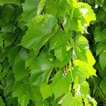 Vitis vulpina 叶