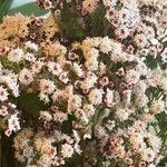 Ageratina adenophora Цвят