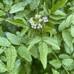 Nasturtium officinale Blad