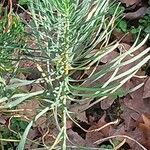 Euphorbia seguieriana Leaf