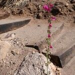 Penstemon parryi Flower