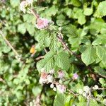 Rubus ulmifolius花