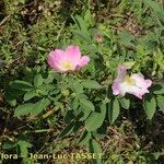 Rosa mollis 形態