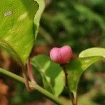 Euonymus hamiltonianus 果實